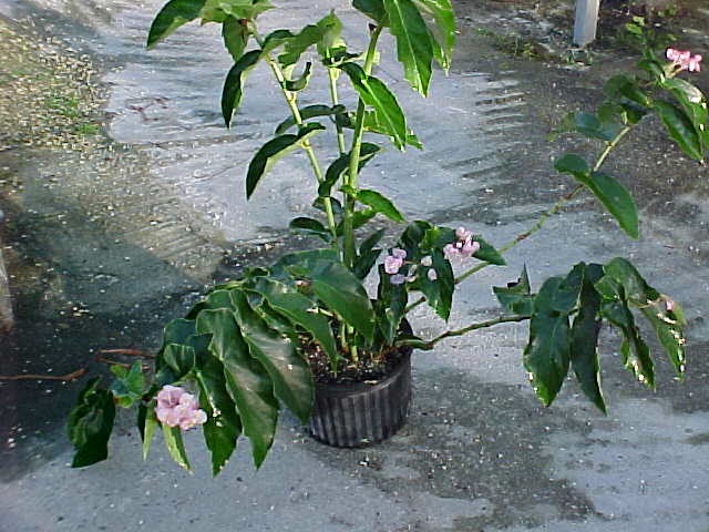 B. ‘Yuzuru’